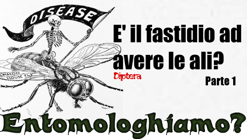 E'' il fastidio ad avere le ali? Diptera